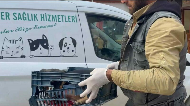 Bursa’da duyarsız sürücünün çarptığı köpeğe zabıta ekipleri sahip çıktı Bursa’nın İznik ilçesinde bir otomobilin çarptığı yaralı köpeğe zabıta ekipleri