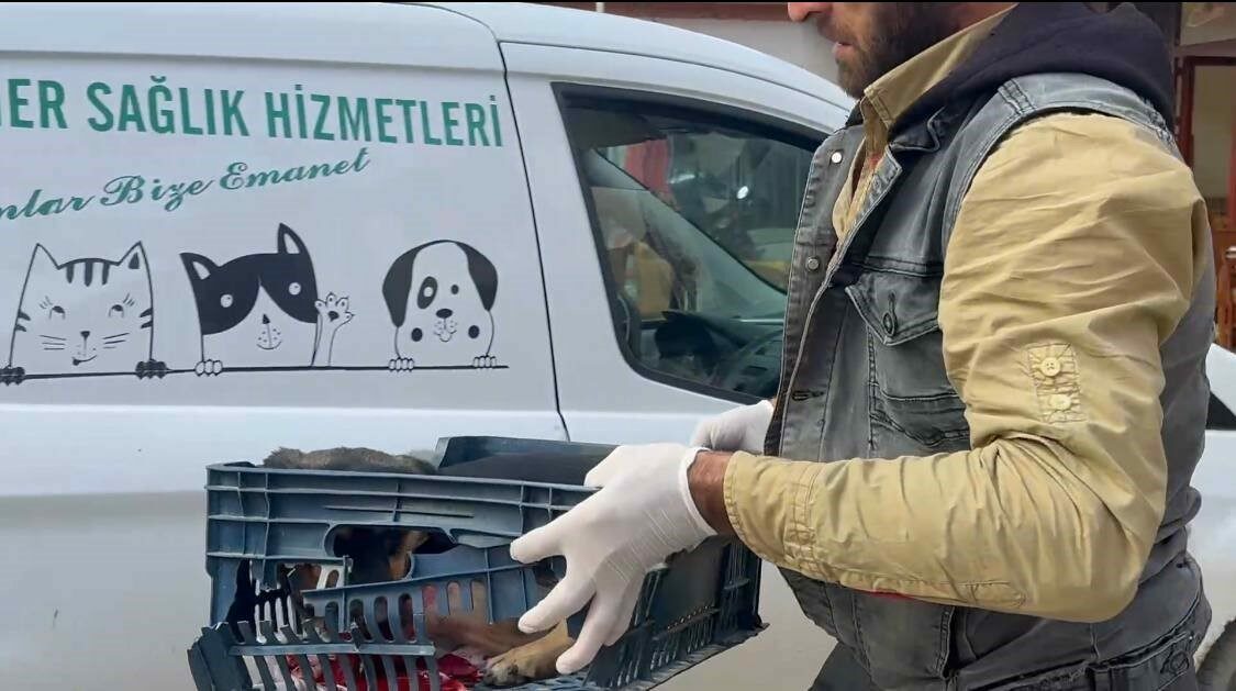 Bursa’da duyarsız sürücünün çarptığı köpeğe zabıta ekipleri sahip çıktı