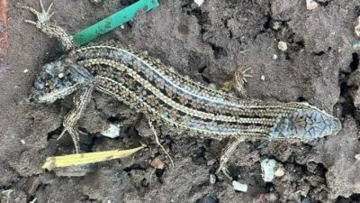 Görenleri şaşırtan çift başlı kertenkele!