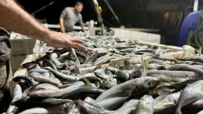 Balık tezgahları boş kaldı! İşte sebebi