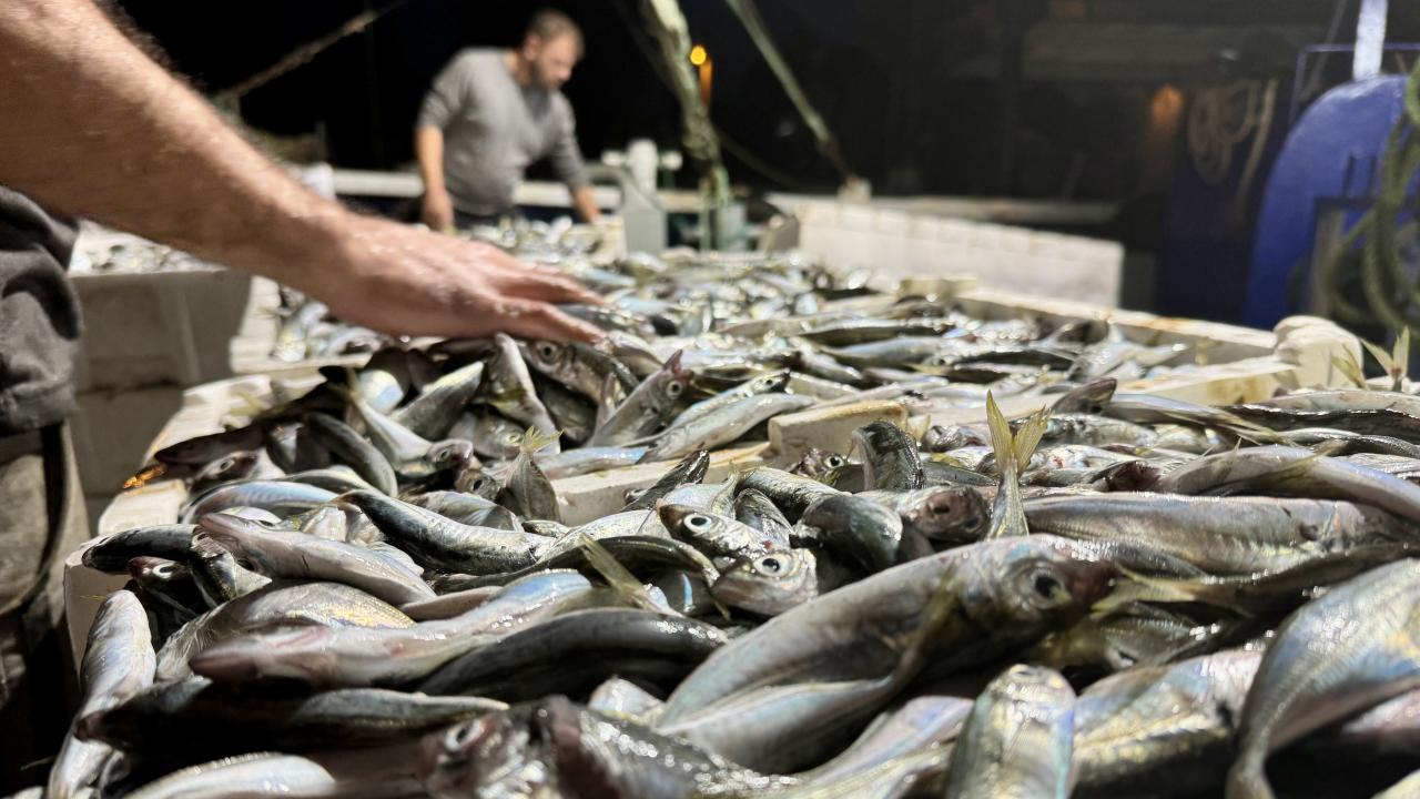Balık tezgahları boş kaldı! İşte sebebi Balık tezgahları boş kaldı! İşte sebebi