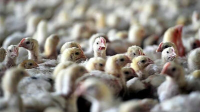 Eskişehir’de kuş gribi alarmı! 5 mahalle karantinada