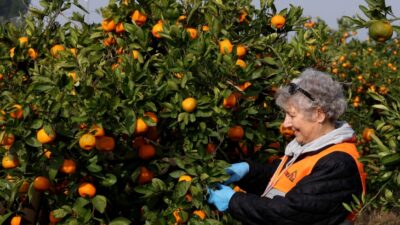 LÖSEV’in bu mandalinaları hayat veriyor!