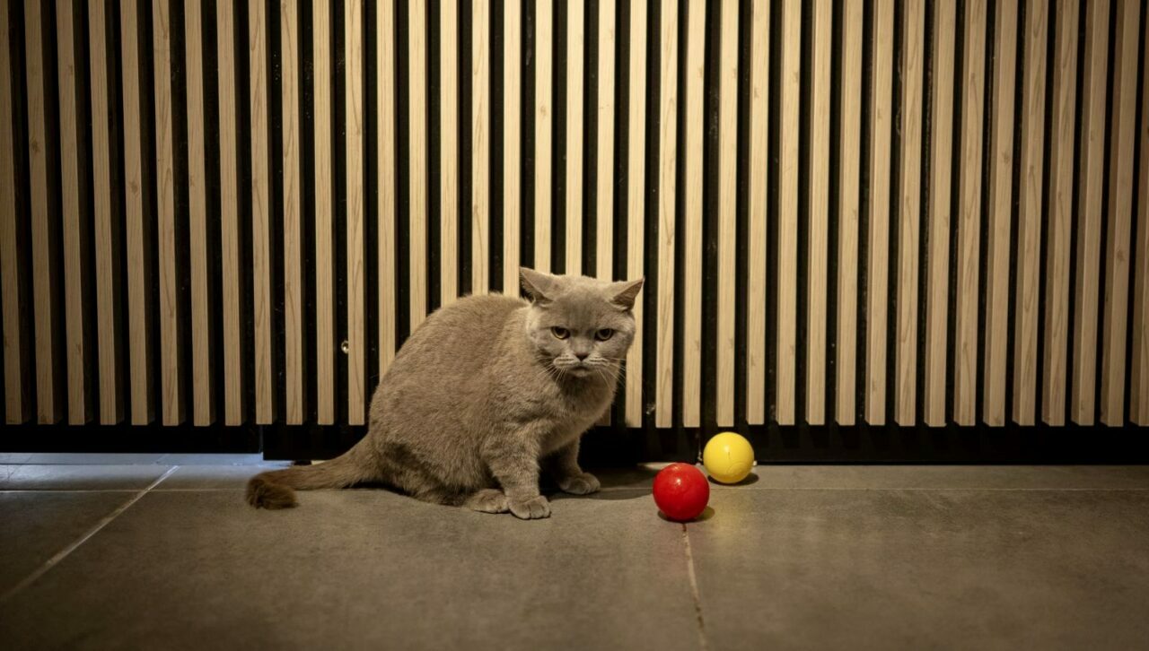 Obezken ünlenen kedi Şiraz’ın çilesi bitmiyor: Şimdi de sahipsiz kaldı Obezken ünlenen kedi Şiraz’ın çilesi bitmiyor: Şimdi de sahipsiz kaldı