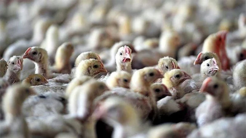 Bakanlık açıkladı: Bir ilde kuş gribi vakası!