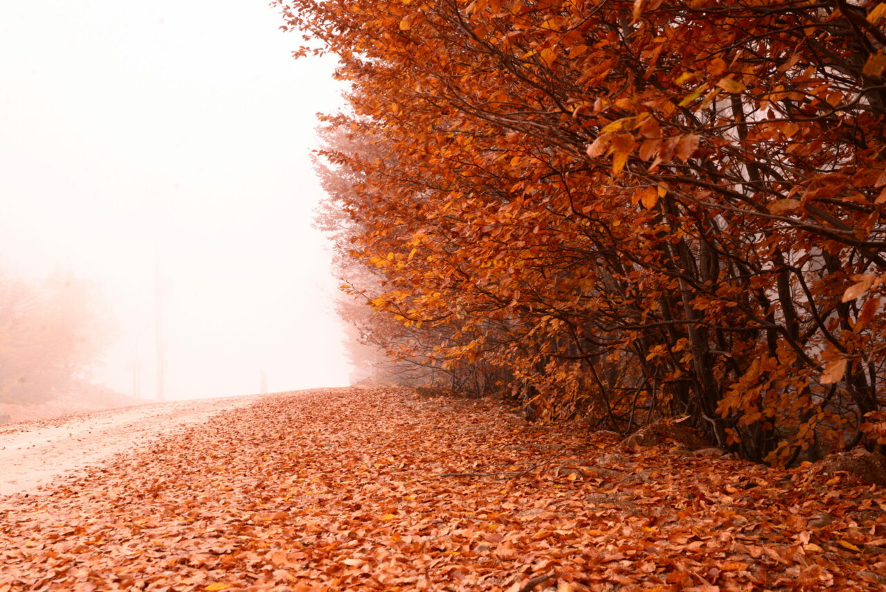 Uludağ’da sonbahar güzelliği
