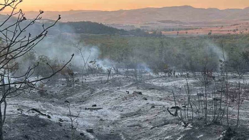 Bursa Yenişehir’deki yangın kontrol altına alındı Bursa’nın Yenişehir ilçesinde çıkan orman yangını, ekiplerin müdahalesiyle büyümeden söndürüldü.