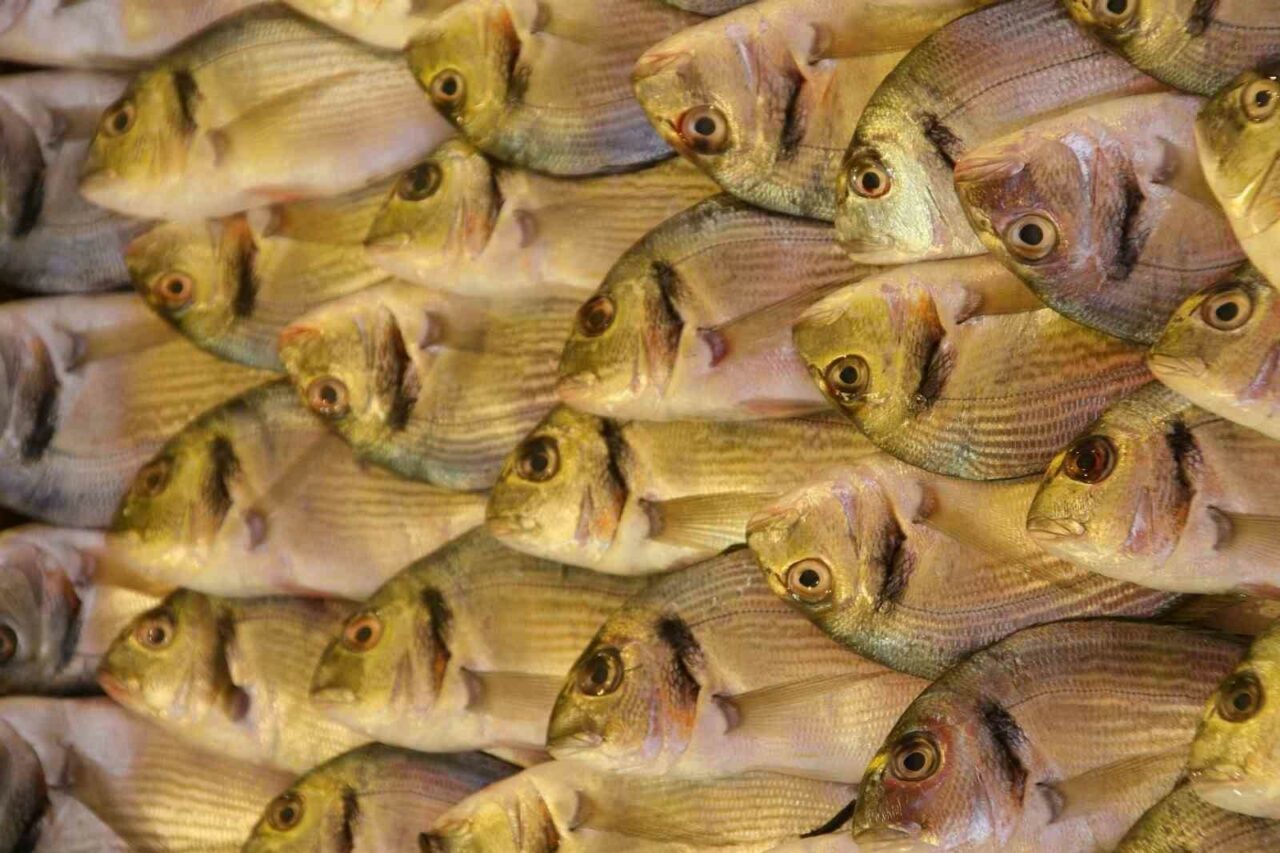 Türk çipurası kıymete bindi! İhracatta büyük artış