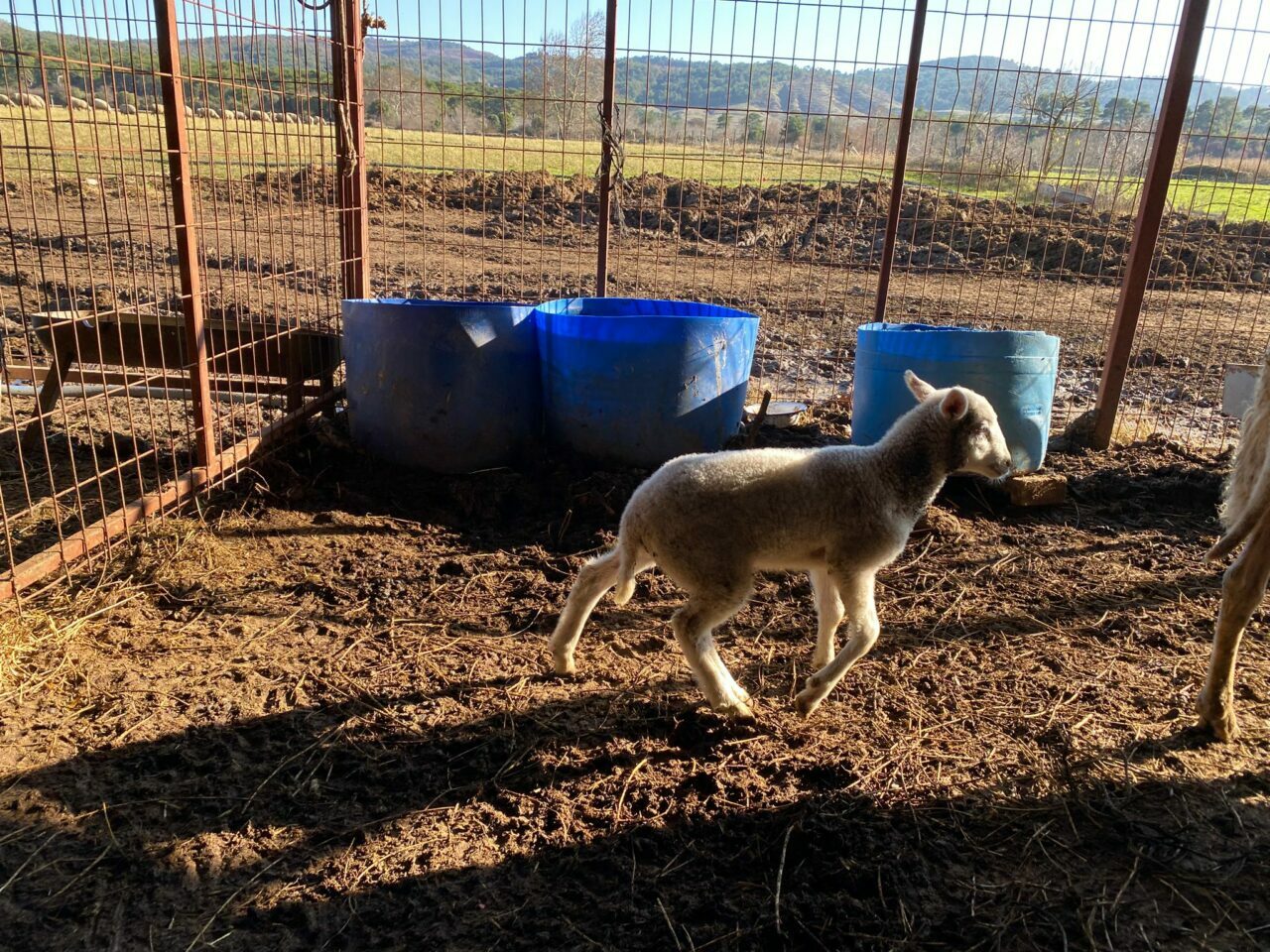 5 ayaklı doğdu 5 ayaklı doğdu