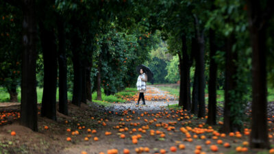 ‘Turunç yolu’ fotoğrafçıların uğrak adresi oldu