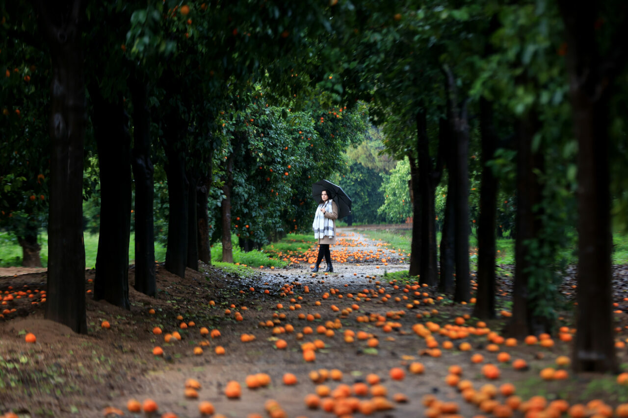 ‘Turunç yolu’ fotoğrafçıların uğrak adresi oldu