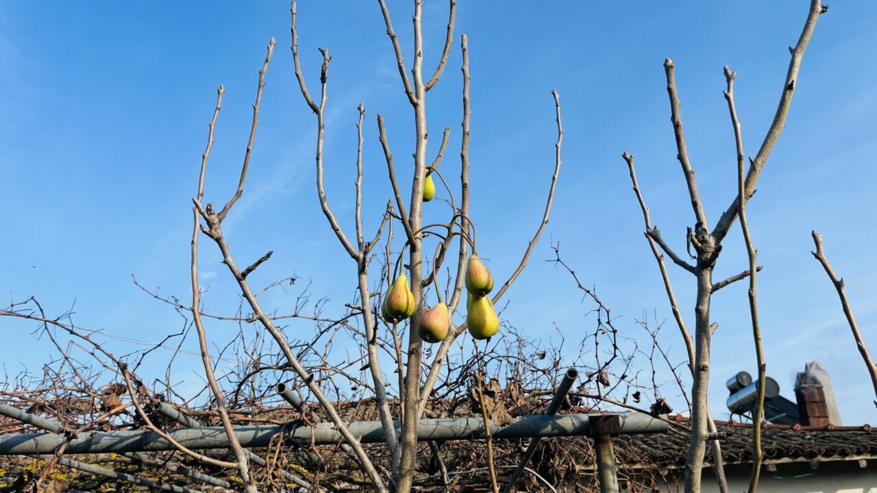 Armut ağacı aralık ayında meyve verdi Armut ağacı aralık ayında meyve verdi