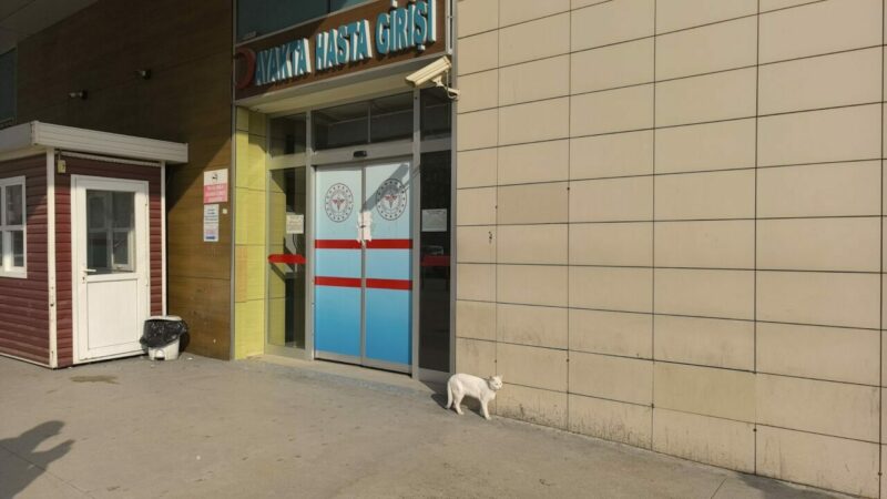 Bursa'nın İnegöl ilçesinde, bir aracın çarptığı bacağı kırık kedi, İnegöl