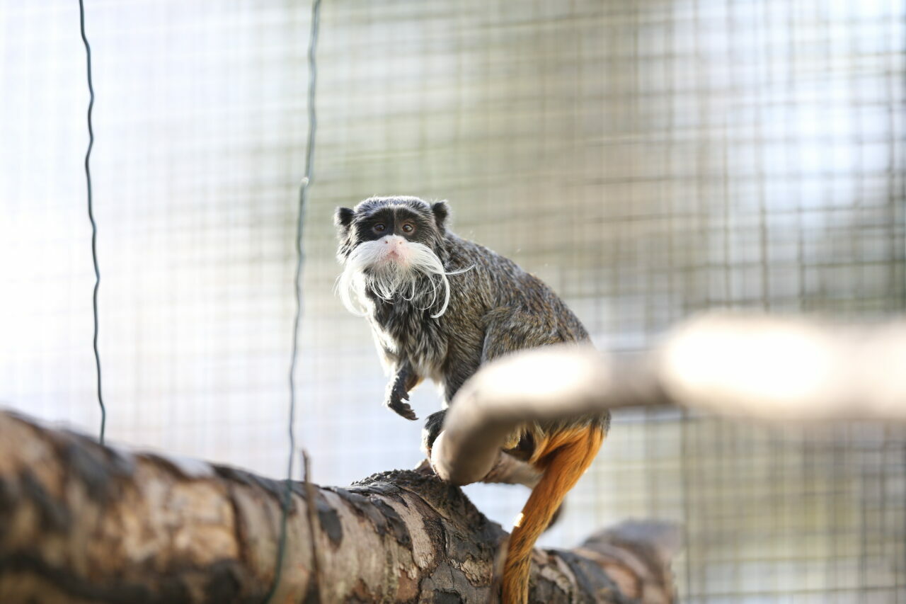 Bursa Hayvanat Bahçesi’nin sempatik üyeleri! Özenle bakılıyorlar Bursa Hayvanat Bahçesi’nin sempatik üyeleri! Özenle bakılıyorlar