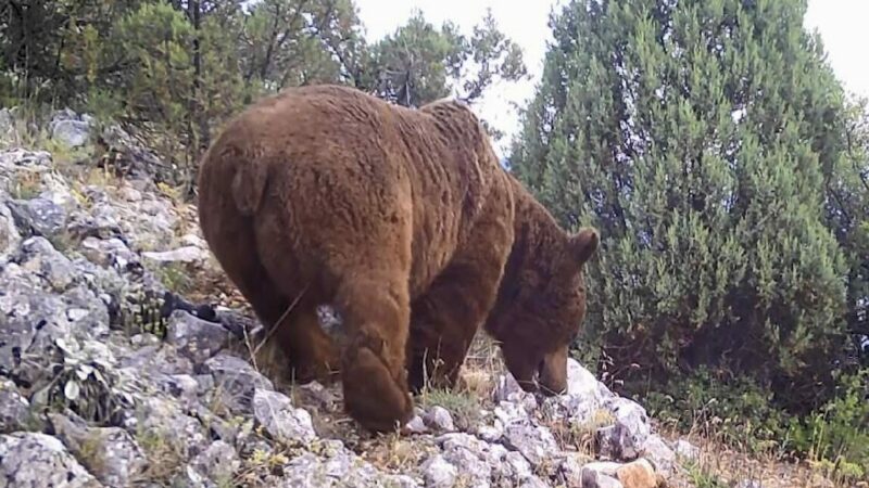 Bursa’da yaban hayvanları fotokapana yakalandı Bursa'da, Doğa Koruma ve Milli Parklar 2'nci Bölge Müdürlüğü (DKMP)