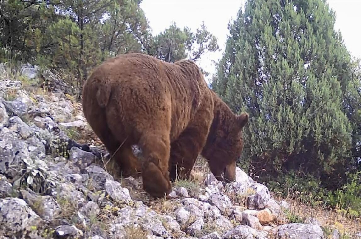 Bursa’da yaban hayvanları fotokapana yakalandı
