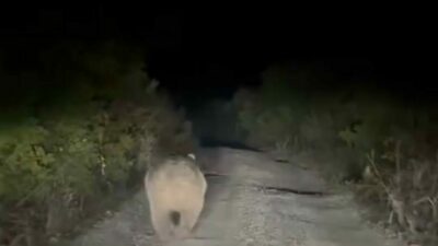 Bursa’da yolu kaybeden ayı kamerada