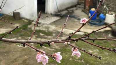 Şeftali ve erik ağacı çiçek açtı