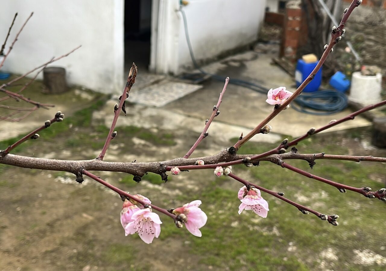 Şeftali ve erik ağacı çiçek açtı Şeftali ve erik ağacı çiçek açtı