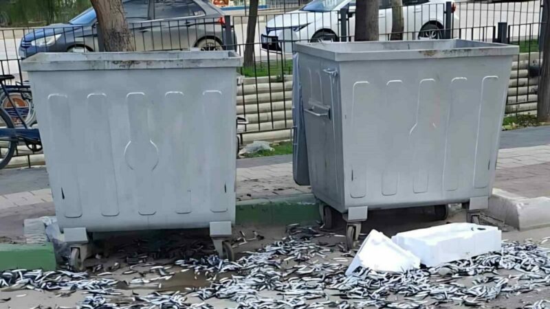 Bursa’da çevre düşmanı, vatandaşları isyan ettirdi! Gemlik’te bir şahıs çöp konteyneri etrafına bozuk balık döktü. Gece