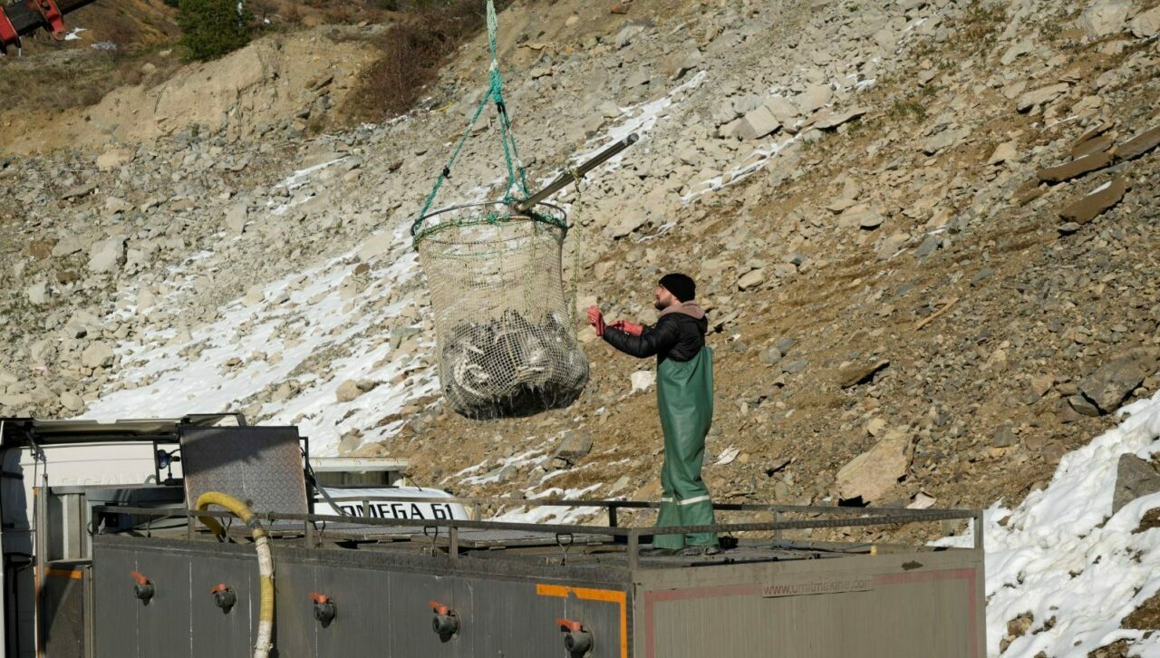 Denize kıyısı olmayan ilde 70 bin somon ihracatı!