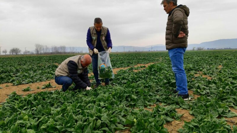 Bursa'da Tarım ve Orman İl Müdürlüğü tarafından sebze meyve ürünlerinde