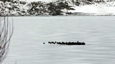 Göç etmeyen kuşlar Çıldır Gölü’nde buz üstünde görüntülendi