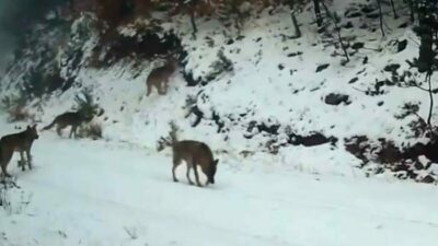 Ilgaz Dağı’ndaki yaban hayatı fotokapanla görüntülendi