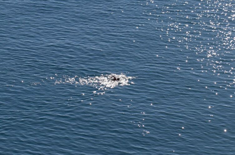 Kış ayında denize girdiler Kış ayında denize girdiler