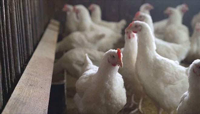 Kuş gribi virüsünde ilk mutasyon: Evcil kedilere de bulaştı Kuş gribi virüsünde ilk mutasyon: Evcil kedilere de bulaştı