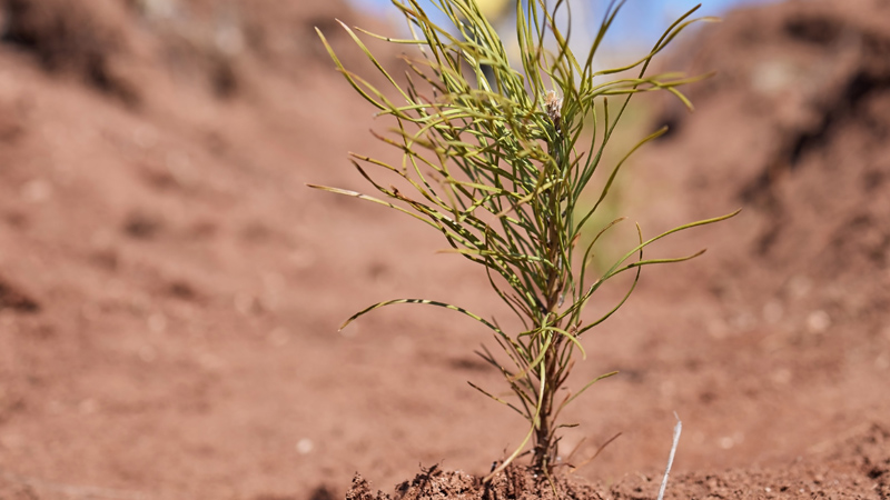 Uludağ Elektrik dijitalleşme çalışmalarıyla doğaya katkı sağlıyor