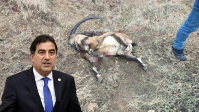 Keçi avcısı milletvekili! Keçileri hem seviyor hem vuruyor
