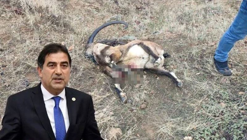 Keçi avcısı milletvekili! Keçileri hem seviyor hem vuruyor