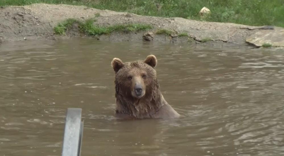 Bursa’da ayı alarmı! Barınaktan firar etti