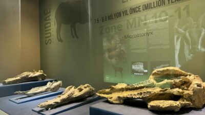 Bu müzedeki 8,5 milyon yıllık fosilleri binlerce kişi gördü