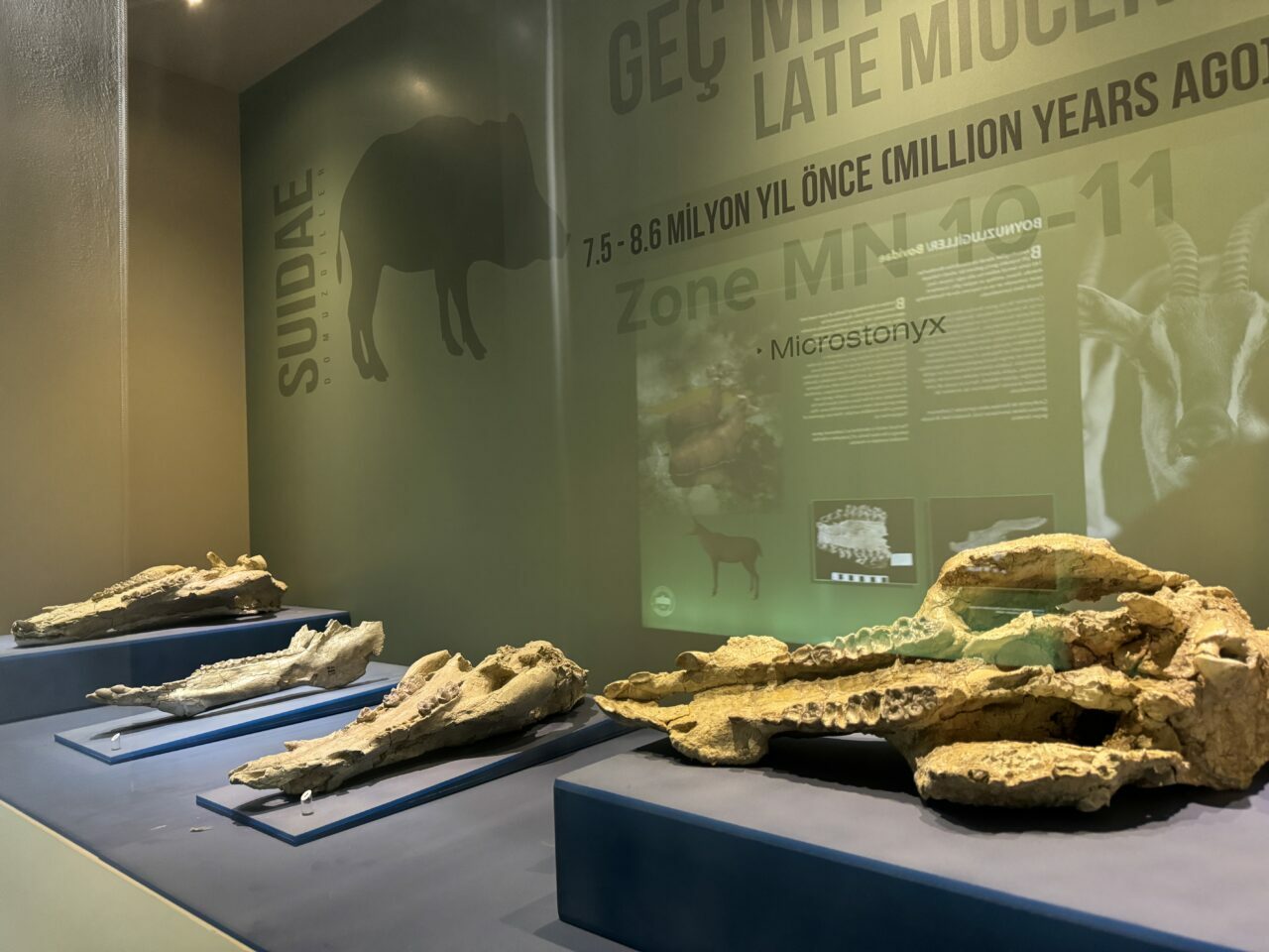 Bu müzedeki 8,5 milyon yıllık fosilleri binlerce kişi gördü Bu müzedeki 8,5 milyon yıllık fosilleri binlerce kişi gördü