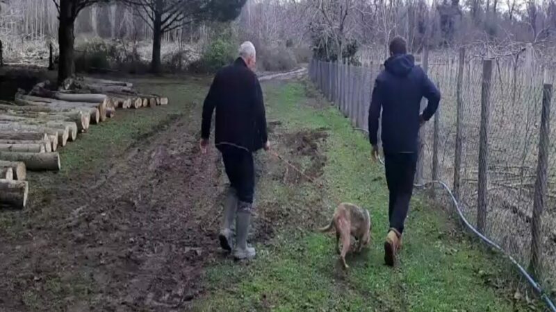 Bursa diken üstünde! 3 gündür her yerde aranıyor Bursa'nın Karacabey ilçesindeki Ovakorusu Ayı Barınağı'ndan, rüzgarda devrilen ağacın elektrikli