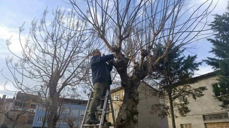 Bursa Gemlik’te park ve yeşil alanlarda bakım sürüyor Gemlik Belediyesi Park ve Bahçeler Müdürlüğü ekipleri, ilçe genelindeki park