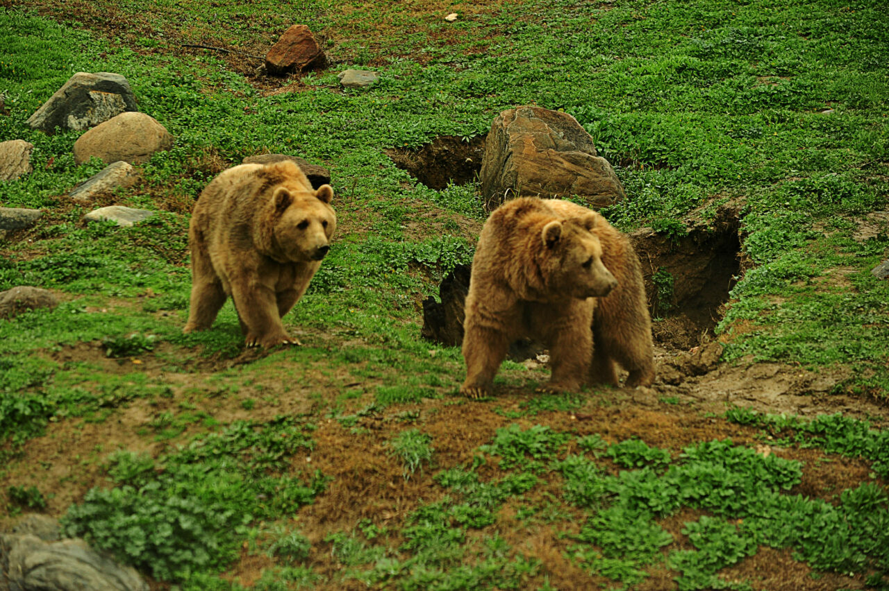 Bursa’da kış uykusuna yatmayan ayılar böyle besleniyor
