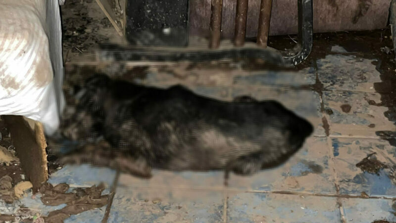 Bursa’da vahşet; 5’i yavru 6 köpek ile 1 kedi zehirlenmiş halde bulundu Bursa'nın Gemlik ilçesinde 5'i yavru, 6 köpek ile 1 kedi,