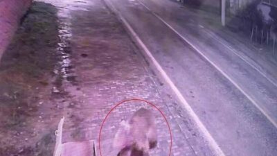 Bursa’da tedirgin vatandaşa müjde! Nihayet bulundu…