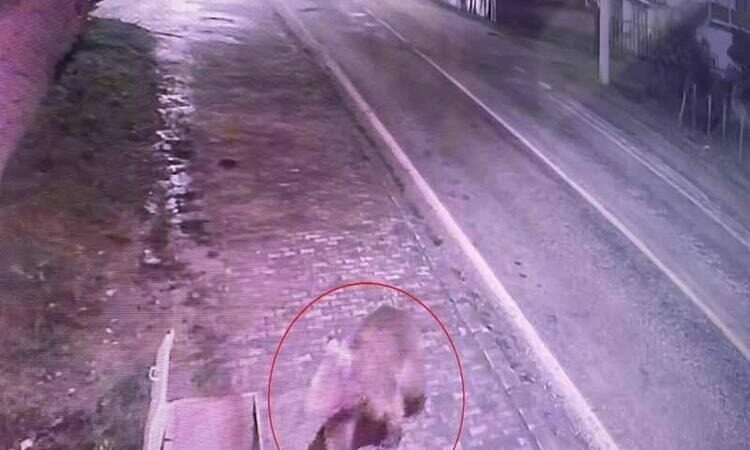 Bursa’da tedirgin vatandaşa müjde! Nihayet bulundu… Bursa'nın Karacabey ilçesindeki Ovakorusu Ayı Barınağı'ndan, rüzgarda devrilen ağacın elektrikli