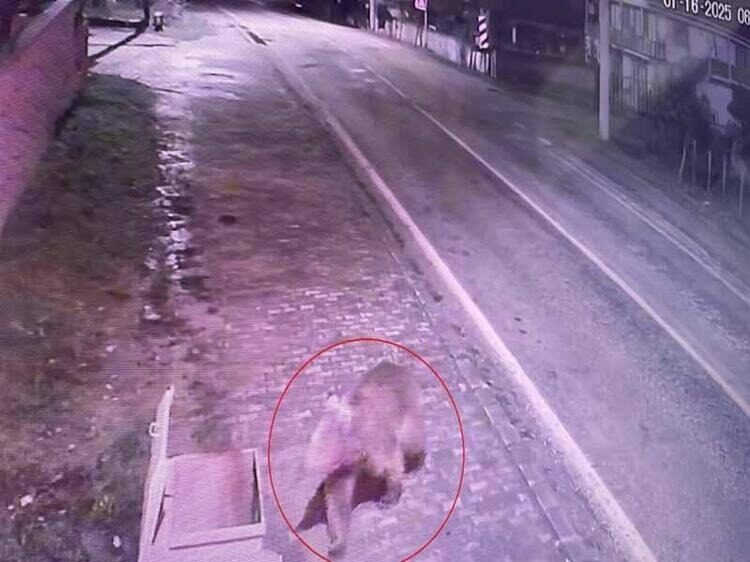 Bursa’da tedirgin vatandaşa müjde! Nihayet bulundu…