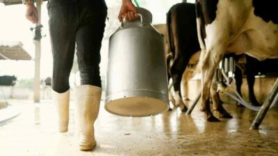 Çiğ sütte üreticisinin eline geçecek rakam belli oldu