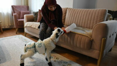 Evinde biberonla beslediği kuzuyla mahallede de geziyor
