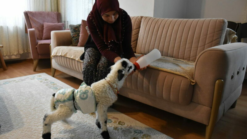 Ordu'nun Altınordu ilçesinde yaşayan ev hanımı Yasemin Koç, annesi emzirmediği