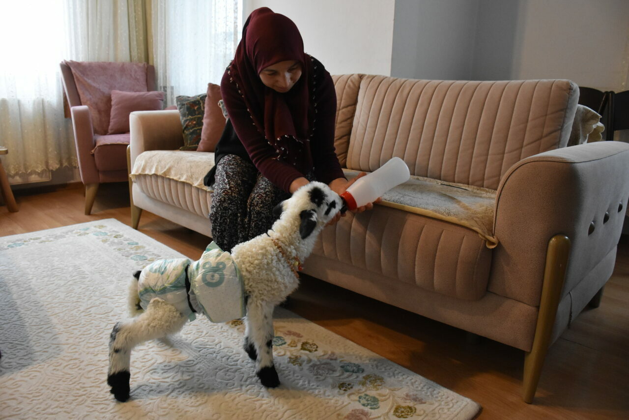 Evinde biberonla beslediği kuzuyla mahallede de geziyor Evinde biberonla beslediği kuzuyla mahallede de geziyor