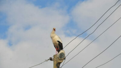 Göç etmeyen leyleklere köylüler sahip çıkıyor