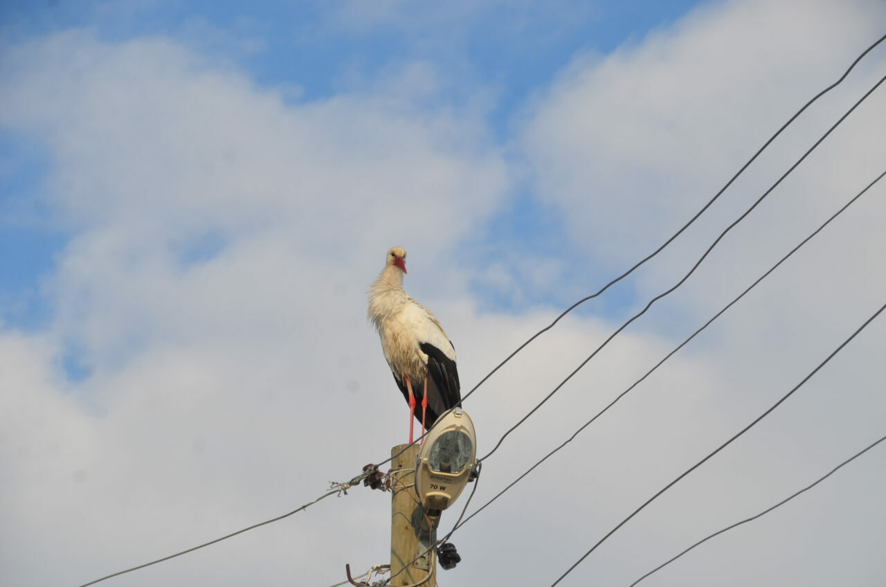 Göç etmeyen leyleklere köylüler sahip çıkıyor