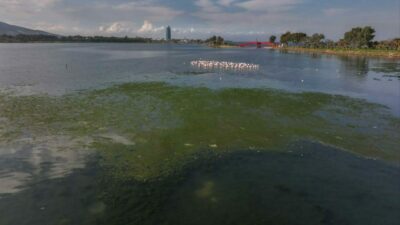 İzmir Körfezi’nde yosun tabakası oluştu